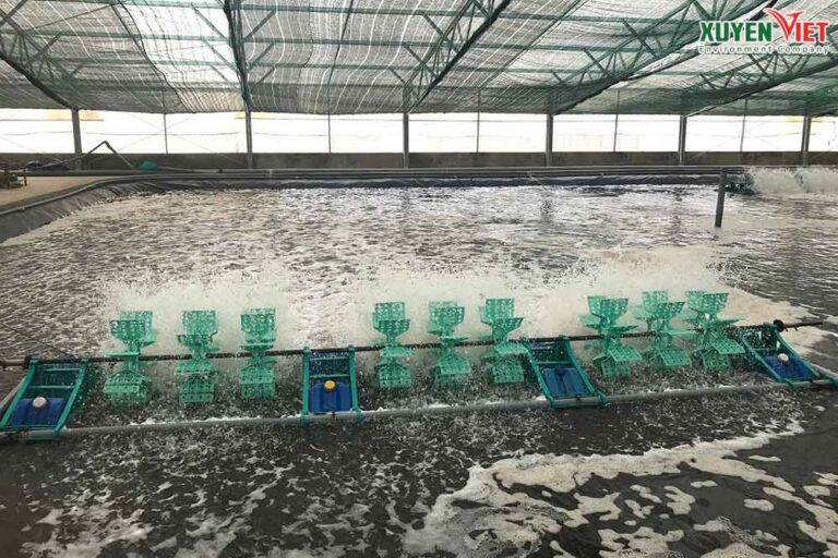 5 Cách xử lý nước ao bị ô nhiễm đơn giản bạn cần biết