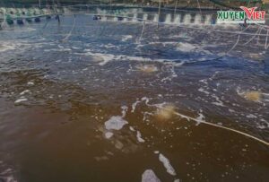 Màu nước thay đổi sau một thời gian không sử dụng than hoạt tính trong nuôi tôm