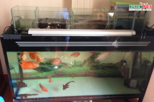 Phương pháp sử dụng than lọc hồ cá - than hoạt tính