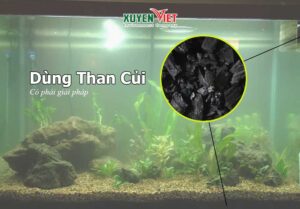 Cho than củi vào bể cá có hiệu quả như bạn nghĩ