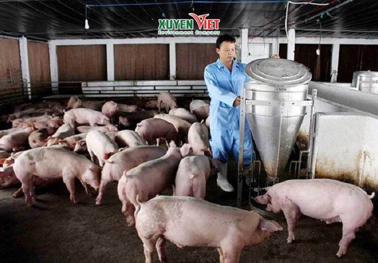 Phương pháp xử lý nước thải chăn nuôi heo công nghiệp