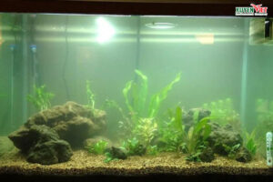 Than hoạt tính có làm chết vi sinh không