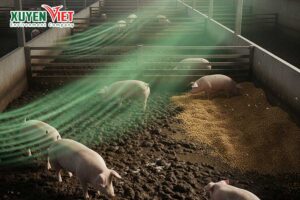 Khử mùi hôi chuồng lợn gây ảnh huognwr đến môi trường xung quanh và sức khỏe của lợn