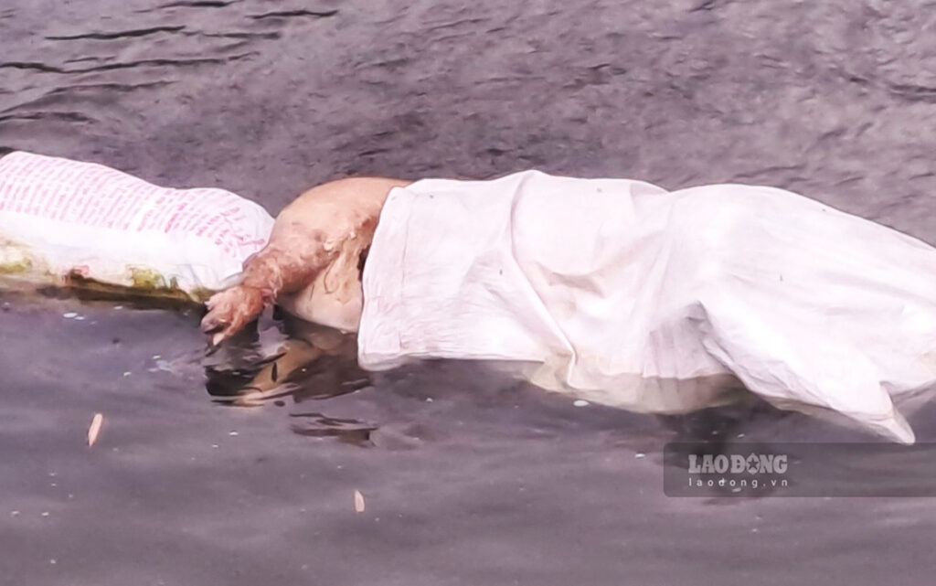 Khac phuc o nhiem do xac gia suc troi noi 1024x641 - Khắc phục &ocirc; nhiễm do x&aacute;c gia s&uacute;c tr&ocirc;i nổi: Hướng dẫn chi tiết từ thu gom đến xử l&yacute; nước